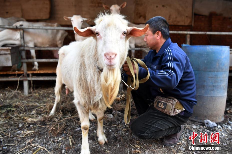 搾乳できる雄ヤギ発見、子ヤギにも遺伝確認　河北省