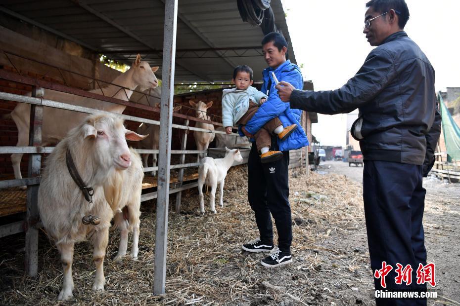 搾乳できる雄ヤギ発見、子ヤギにも遺伝確認　河北省