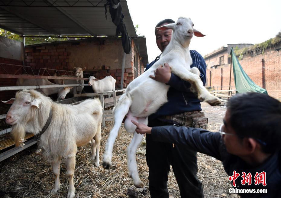 搾乳できる雄ヤギ発見、子ヤギにも遺伝確認　河北省