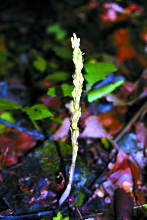 北京で野生の蘭の新種が発見(jiàn)、「北京無(wú)喙蘭」と命名