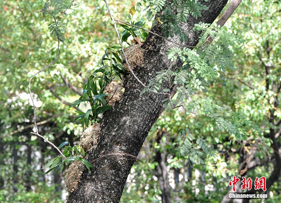 幹線道路の街路樹(shù)に著生ランの試験的植え付け　福建省