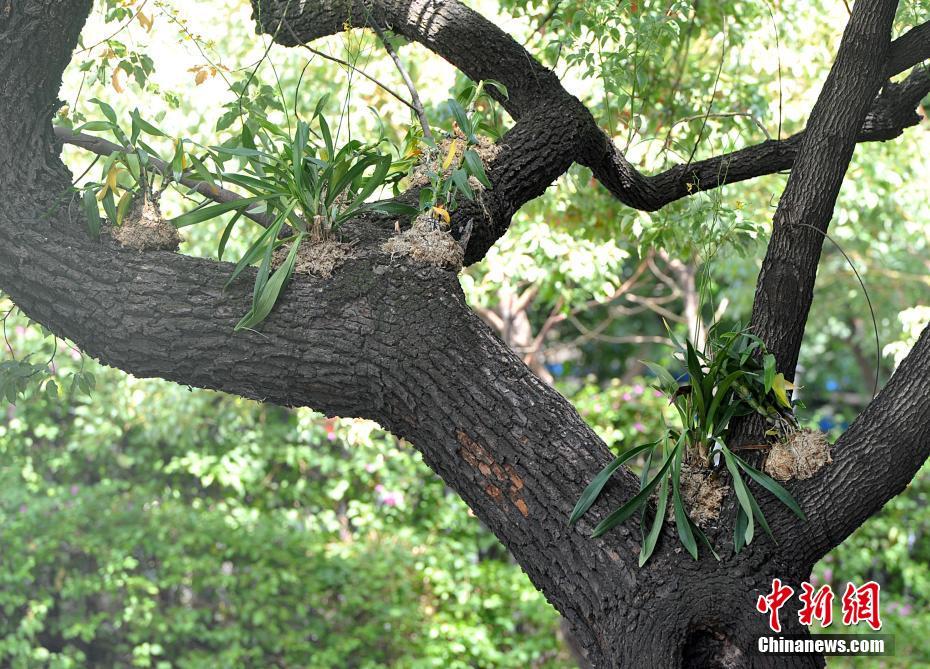 幹線道路の街路樹に著生ランの試験的植え付け　福建省