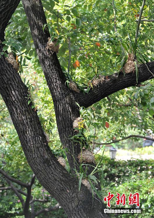 幹線道路の街路樹に著生ランの試験的植え付け　福建省