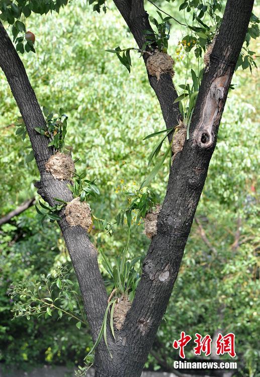 幹線道路の街路樹に著生ランの試験的植え付け　福建省