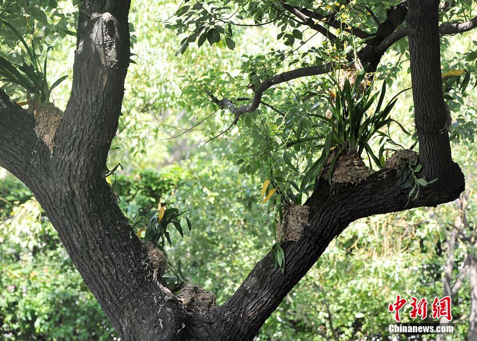 幹線道路の街路樹に著生ランの試験的植え付け　福建省