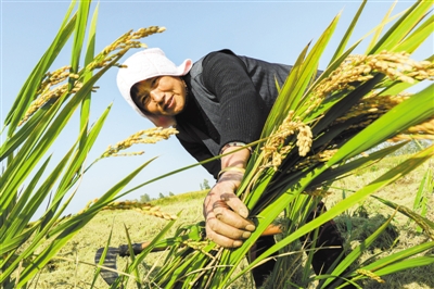 エコロジーな「蝦稲」が豊作