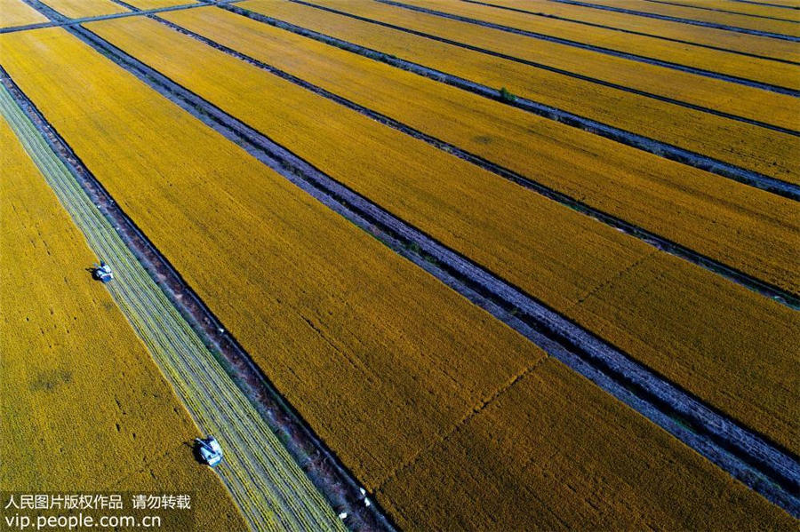 まるで油絵のような美しさ　収穫期の白馬湖農(nóng)場(chǎng)を空撮　江蘇省