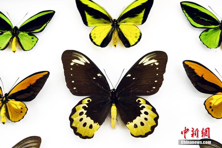 ギネス認定の巨大ナナフシの卵が孵化　幼蟲は小型ナナフシの成蟲サイズ　四川省