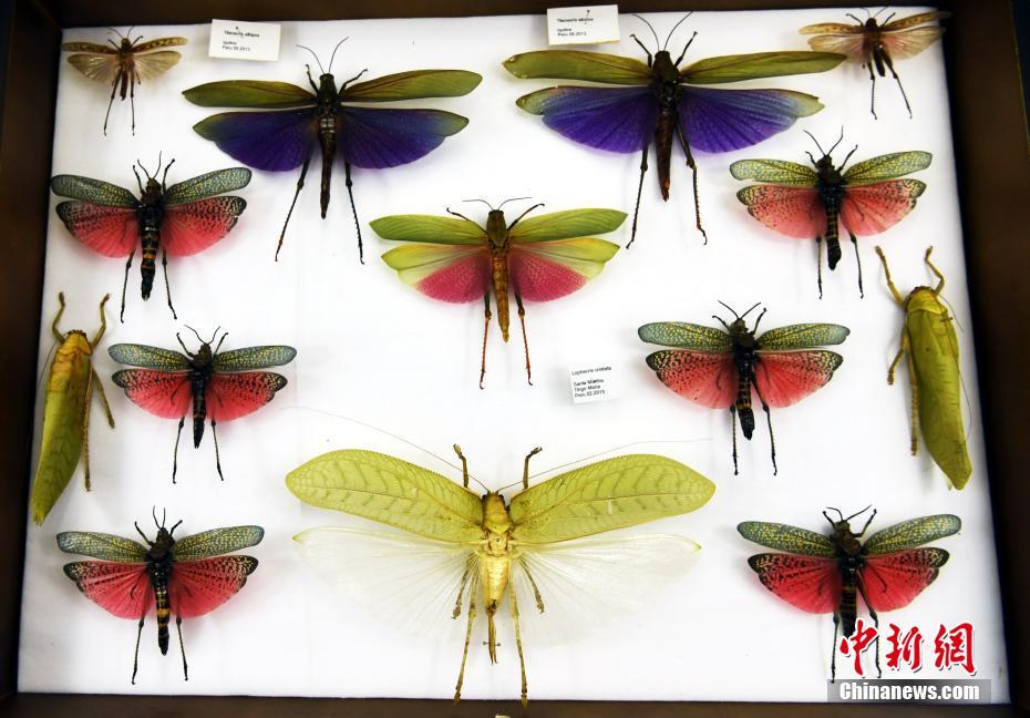 ギネス認定の巨大ナナフシの卵が孵化　幼蟲は小型ナナフシの成蟲サイズ　四川省