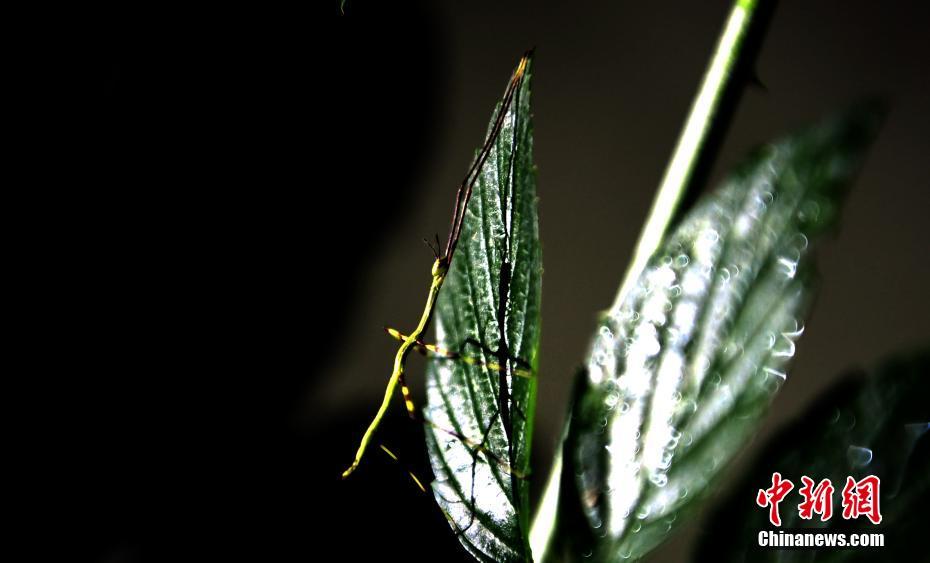 ギネス認(rèn)定の巨大ナナフシの卵が孵化　幼蟲は小型ナナフシの成蟲サイズ　四川省