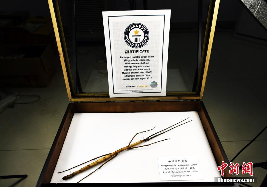 ギネス認(rèn)定の巨大ナナフシの卵が孵化　幼蟲は小型ナナフシの成蟲サイズ　四川省