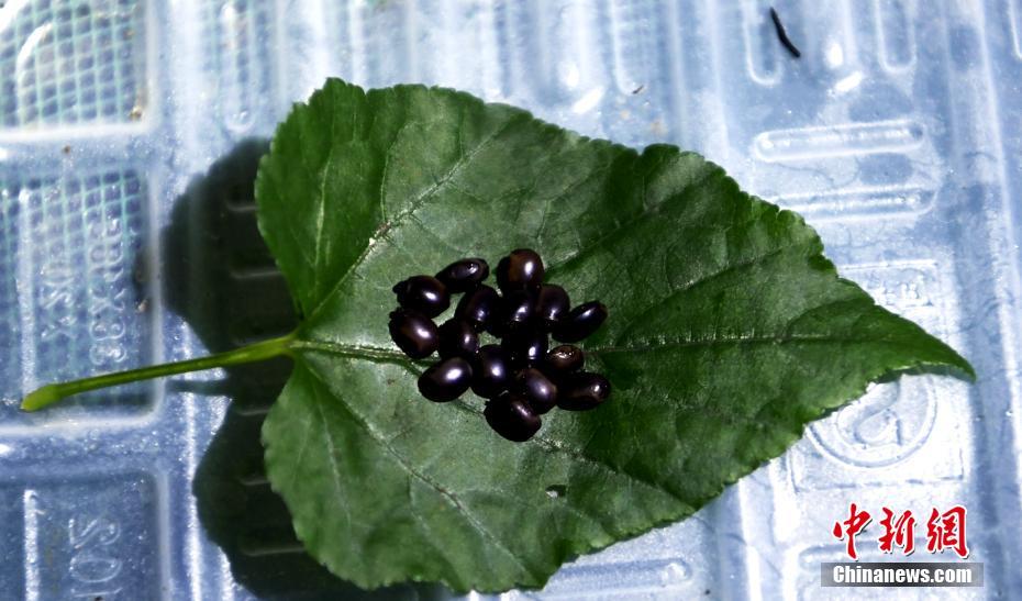 世界最大の昆蟲(chóng)、巨大ナナフシの孵化に初成功