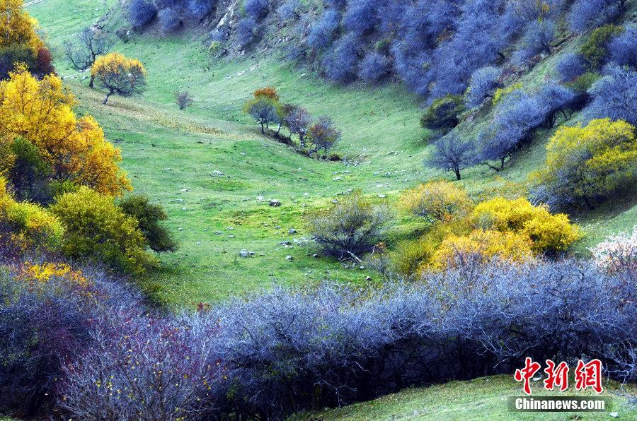 晩秋の天水関山老爺嶺　まるで秋色のパレット　甘粛省