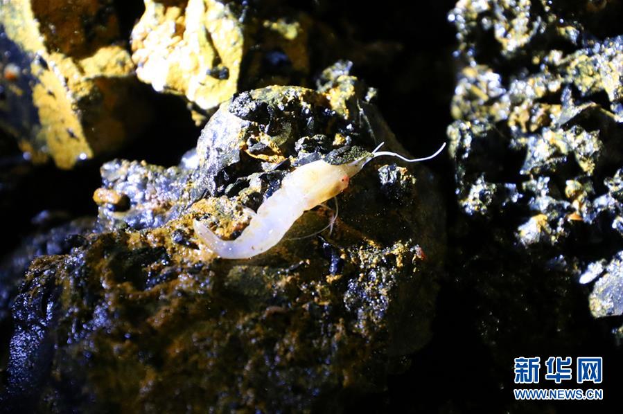 地球一周科學(xué)観測船「向陽紅01號」、南大西洋で海底生物を採集