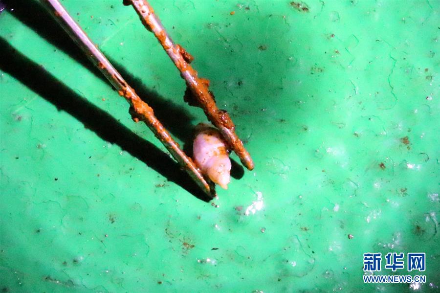 地球一周科學(xué)観測船「向陽紅01號」、南大西洋で海底生物を採集