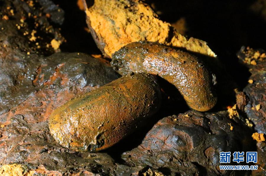 地球一周科學(xué)観測(cè)船「向陽(yáng)紅01號(hào)」、南大西洋で海底生物を採(cǎi)集