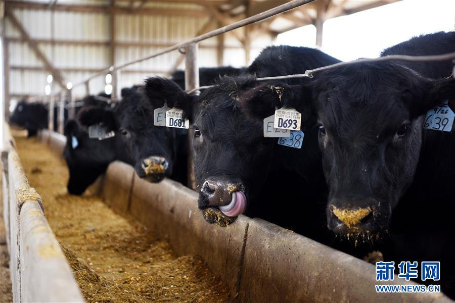 中米の経済協(xié)力で米國(guó)産牛肉の中國(guó)への輸入が14年ぶりに再開(kāi)　