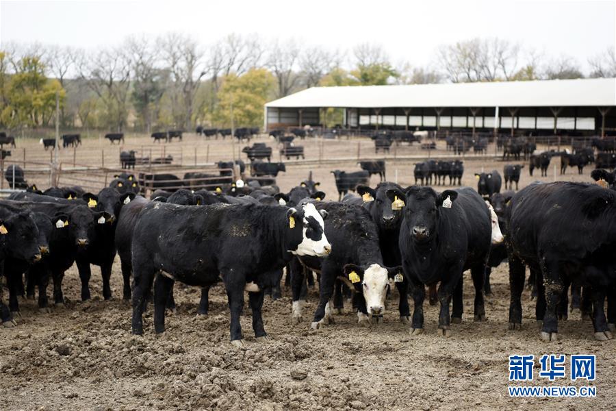 中米の経済協(xié)力で米國(guó)産牛肉の中國(guó)への輸入が14年ぶりに再開(kāi)　