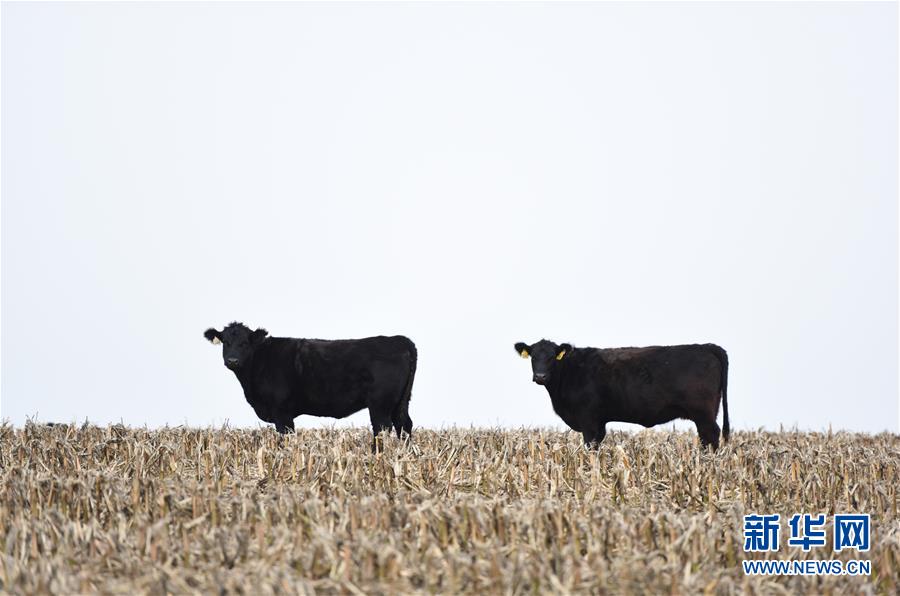 中米の経済協(xié)力で米國(guó)産牛肉の中國(guó)への輸入が14年ぶりに再開(kāi)　