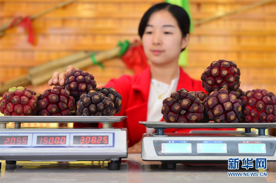 美容と長(zhǎng)壽のフルーツ「布福娜」が登場(chǎng)　貴州省