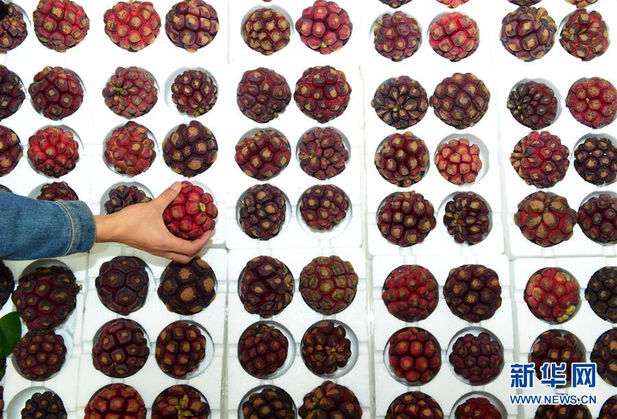 美容と長(zhǎng)壽のフルーツ「布福娜」が登場(chǎng)　貴州省