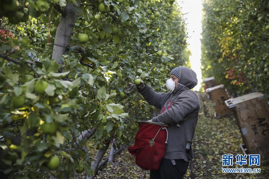 米國(guó)の「リンゴの都」が天貓と提攜し、中國(guó)市場(chǎng)を開(kāi)拓