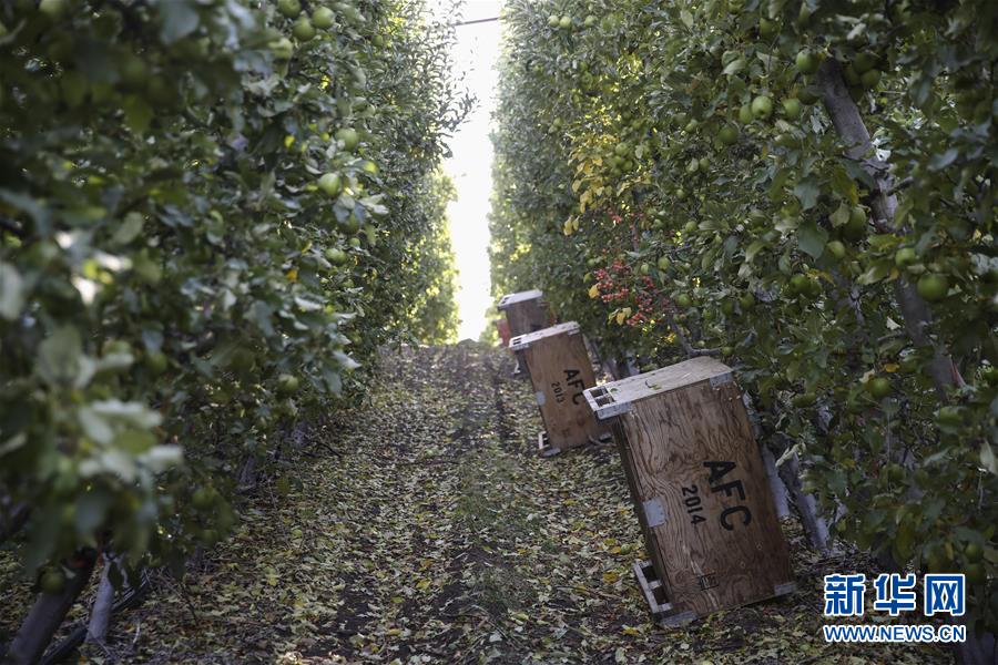 米國の「リンゴの都」が天貓と提攜し、中國市場を開拓