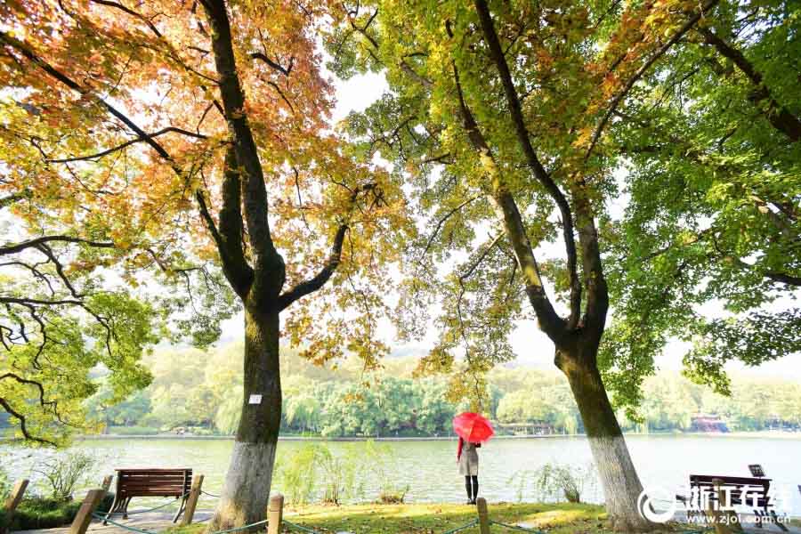 西湖景勝區(qū)、木々が色彩豊かな秋色に色づく　杭州市