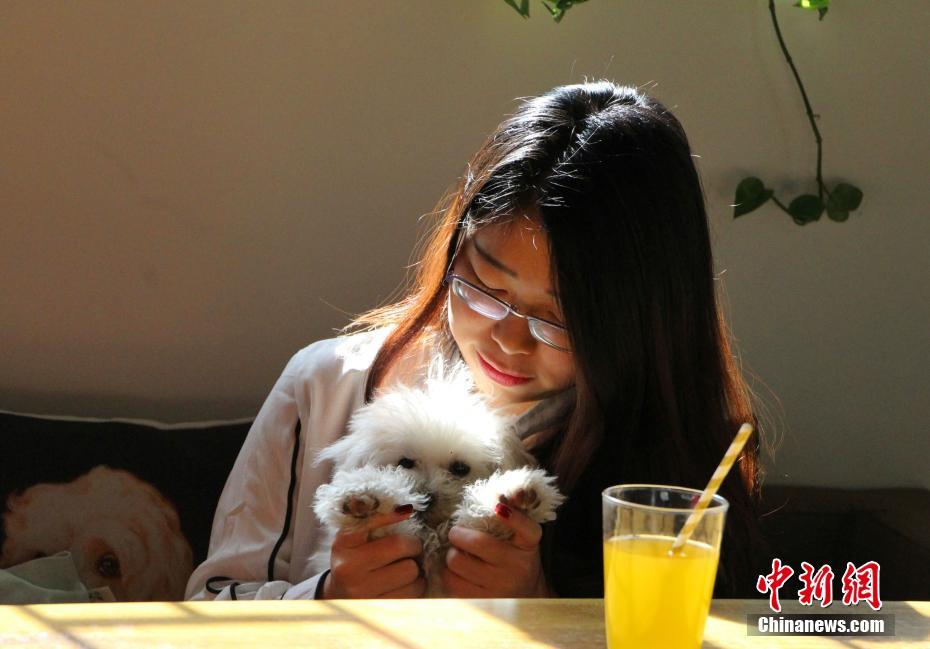 愛くるしい「店員」がおもてなし　都市部で人気のペットカフェ　山東省