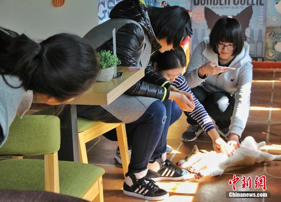 愛(ài)くるしい「店員」がおもてなし　都市部で人気のペットカフェ　山東省