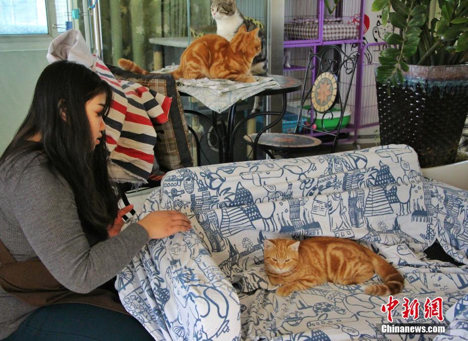 愛くるしい「店員」がおもてなし　都市部で人気のペットカフェ　山東省