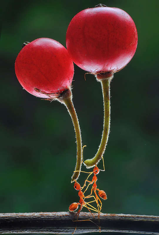 インドネシアの寫真家が撮影した、パワフルなアカアリたち
