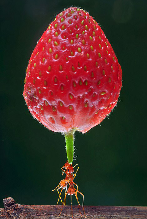 インドネシアの寫(xiě)真家が撮影した、パワフルなアカアリたち