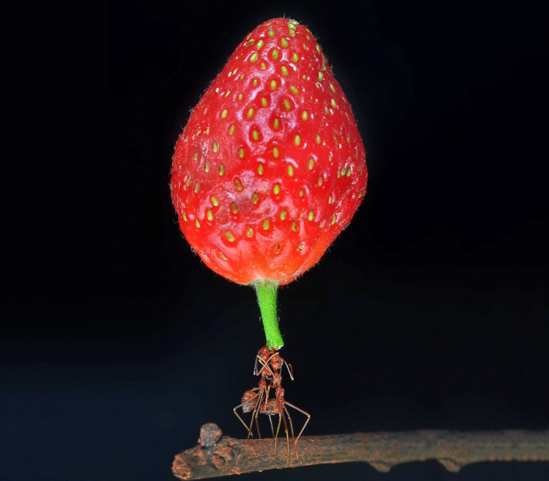 インドネシアの寫真家が撮影した、パワフルなアカアリたち