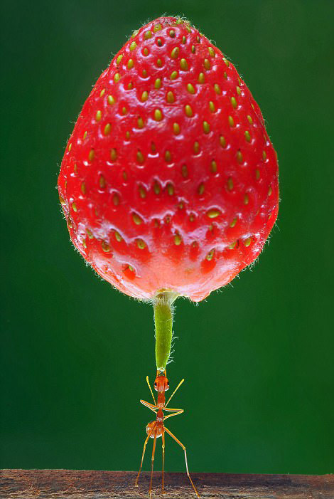 インドネシアの寫真家が撮影した、パワフルなアカアリたち