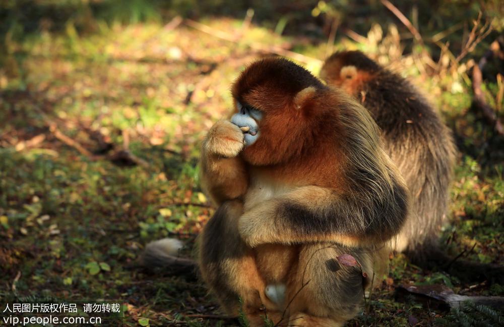 日光浴楽しむ神農(nóng)架の可愛いキンシコウたち　湖北省