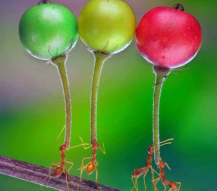 インドネシアの寫真家が撮影した、パワフルなアカアリたち