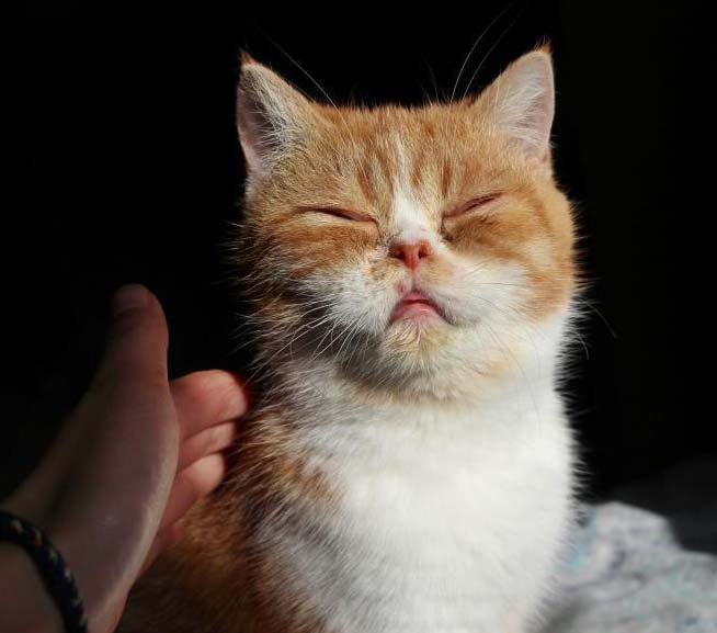 愛(ài)くるしい「店員」がおもてなし　都市部で人気のペットカフェ　山東省