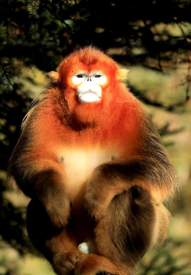 日光浴楽しむ神農(nóng)架の可愛(ài)いキンシコウたち　湖北省