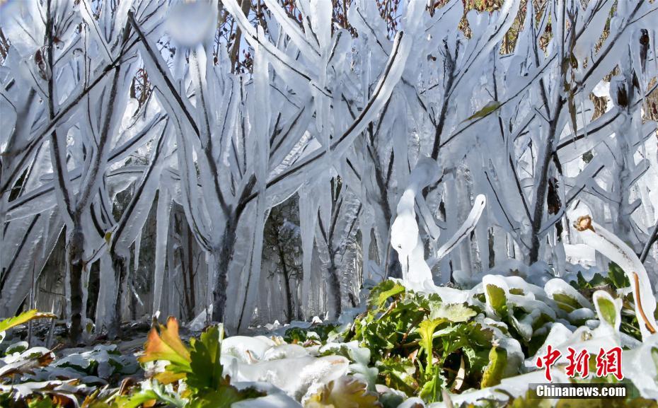 寒波到來で「水晶の衣」まとい、きらめく木々　甘粛省