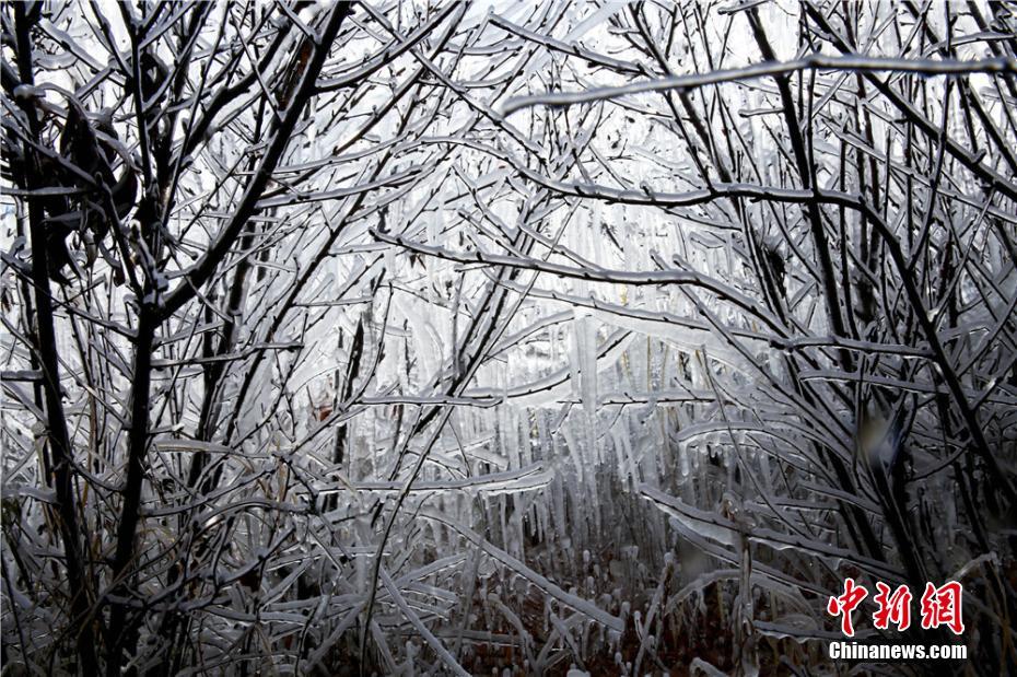 寒波到來で「水晶の衣」まとい、きらめく木々　甘粛省