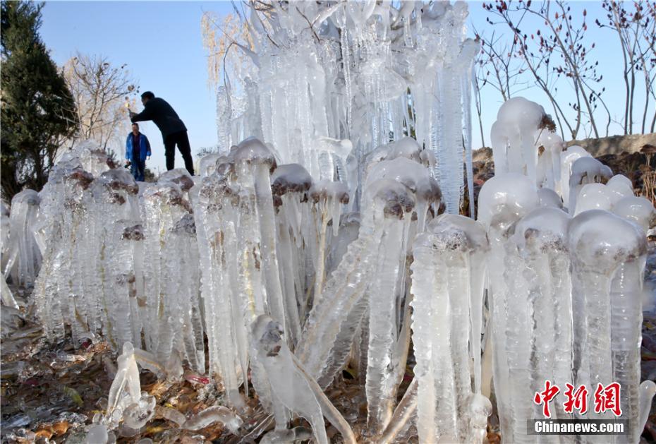寒波到來で「水晶の衣」まとい、きらめく木々　甘粛省