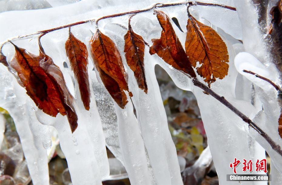 寒波到來(lái)で「水晶の衣」まとい、きらめく木々　甘粛省