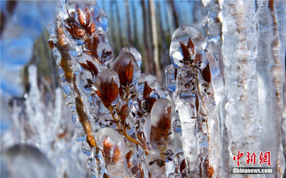 寒波到來で「水晶の衣」まとい、きらめく木々　甘粛省
