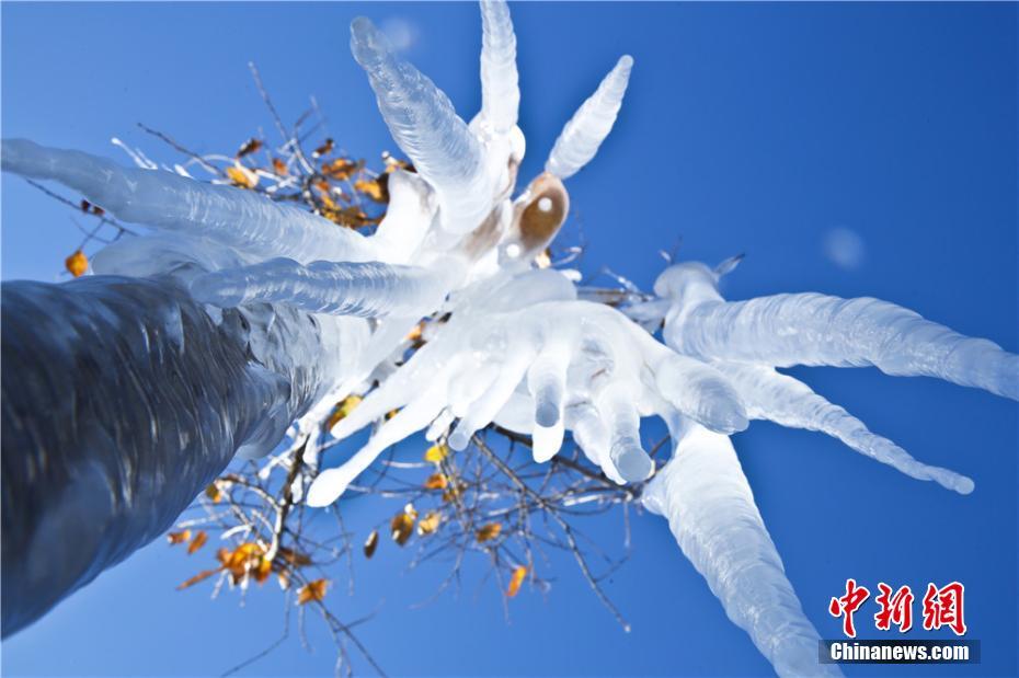 寒波到來で「水晶の衣」まとい、きらめく木々　甘粛省