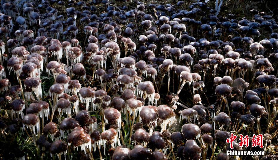 寒波到來で「水晶の衣」まとい、きらめく木々　甘粛省