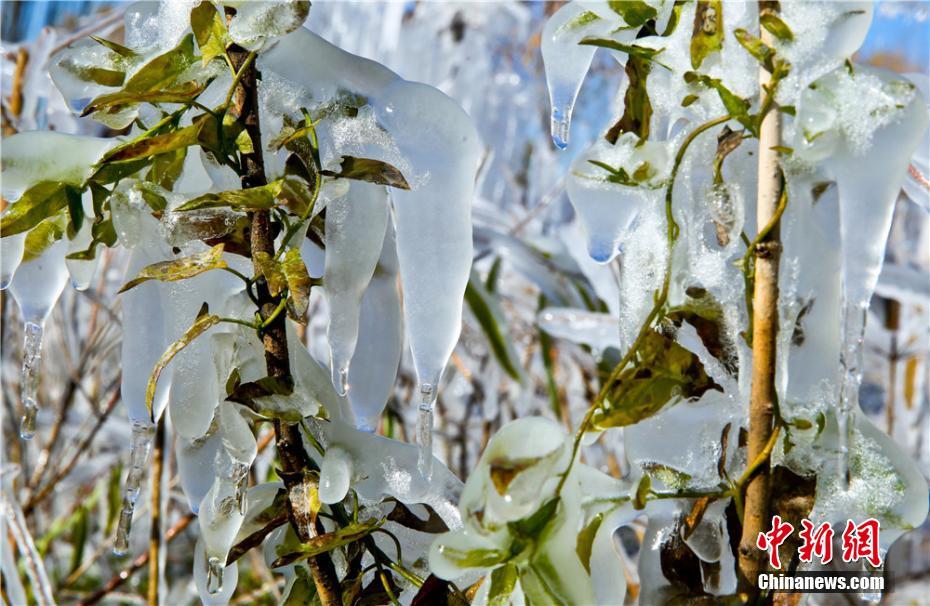 寒波到來で「水晶の衣」まとい、きらめく木々　甘粛省
