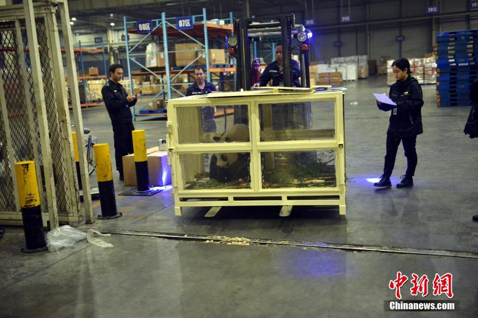 マレーシア生まれのパンダ「暖暖」が中國に帰國し、隔離検疫生活へ