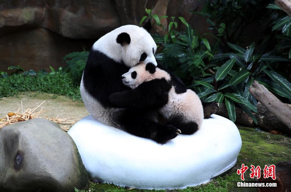 マレーシア生まれのパンダ「暖暖」が中國(guó)に帰國(guó)し、隔離検疫生活へ