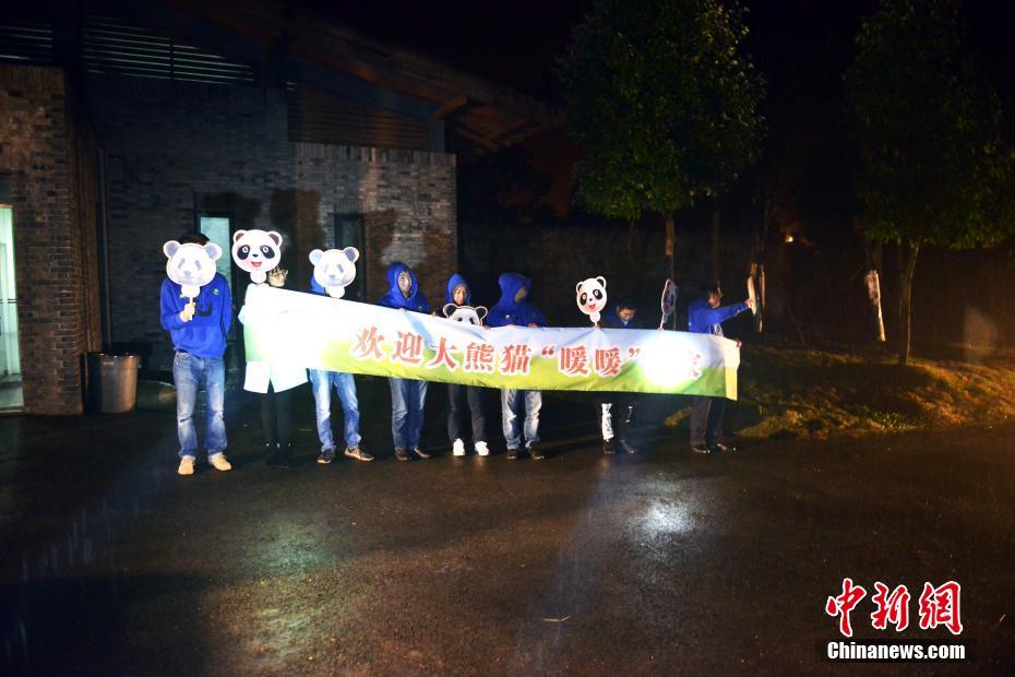 マレーシア生まれのパンダ「暖暖」が中國(guó)に帰國(guó)し、隔離検疫生活へ